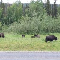 alaska highway bison herd