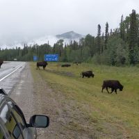 alaska highway video bison herd
