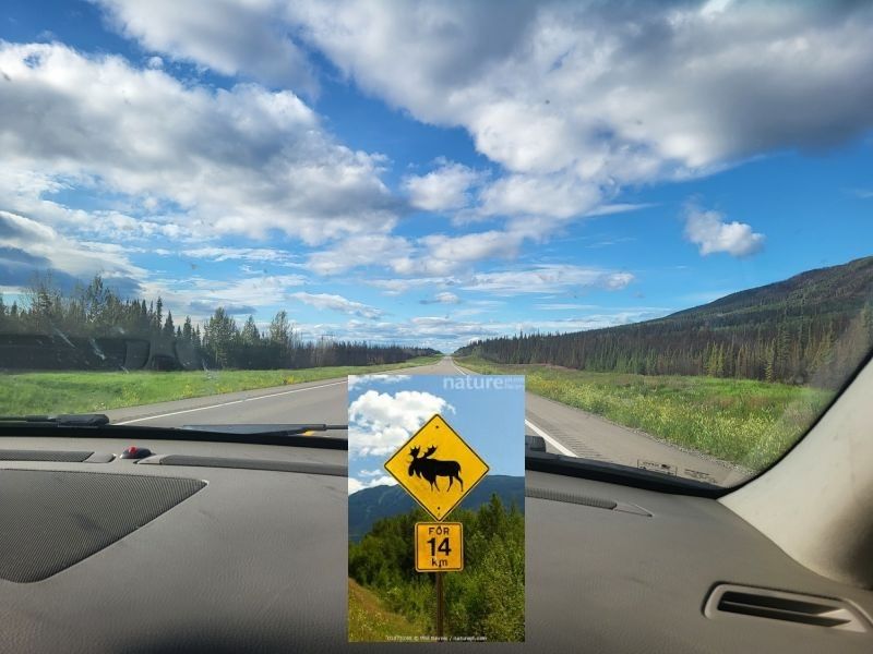 moose 20250809 1720350 600 c