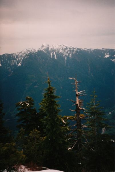 needles3